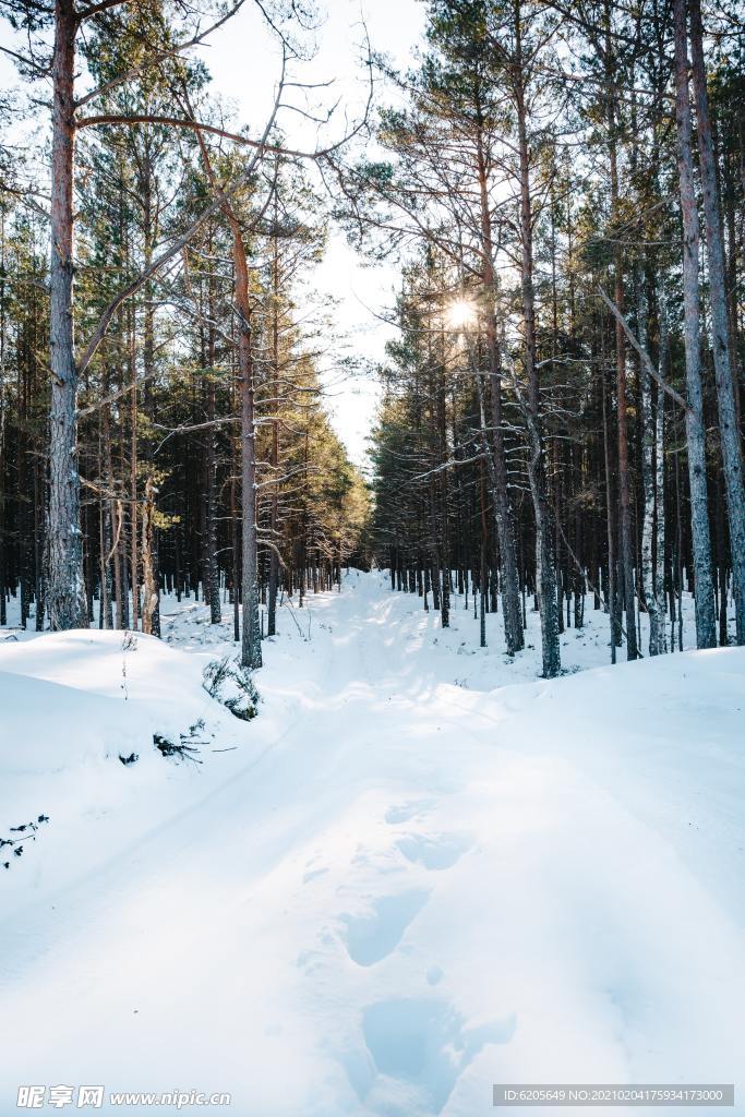森林雪地风景