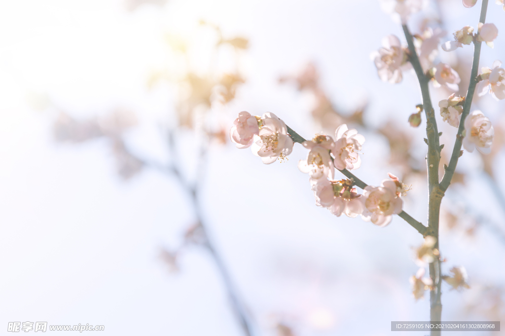 春天梅花