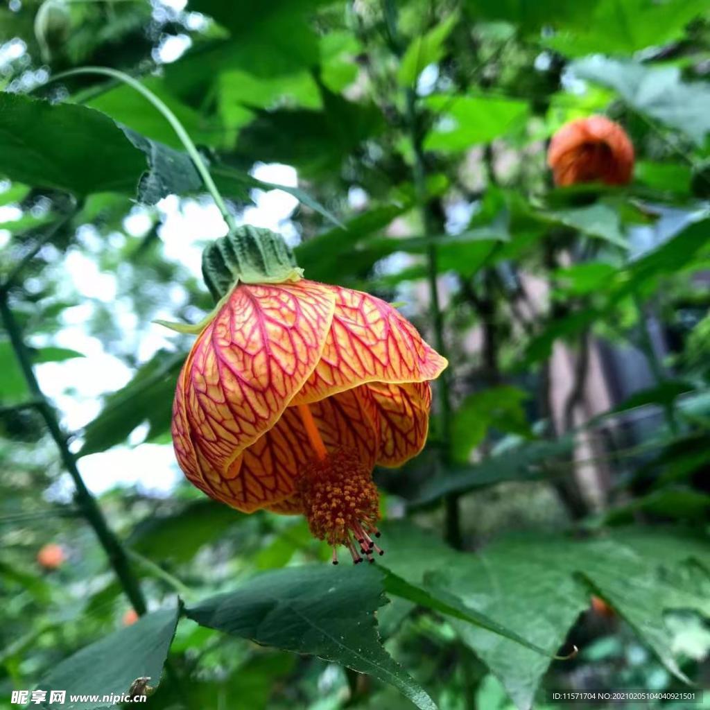 金铃花