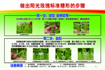 果品合作社培育阳光玫瑰步骤