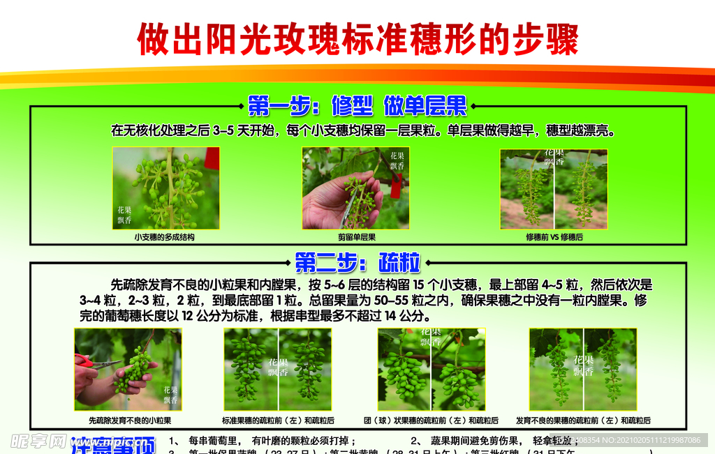 果品合作社培育阳光玫瑰步骤