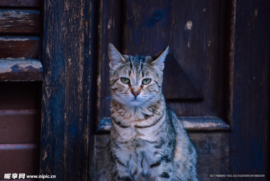 猫