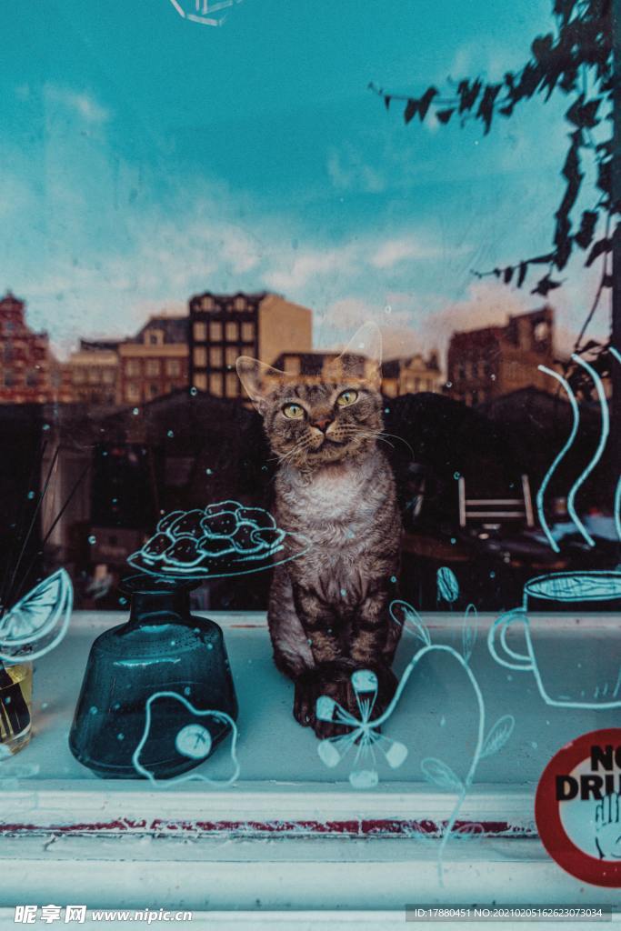 猫