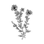 矢量菊花