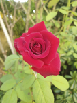 玫瑰花