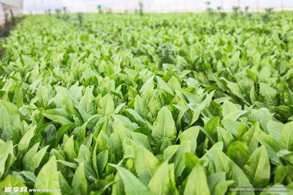 油麦菜 油麦 蔬菜大棚 大棚种