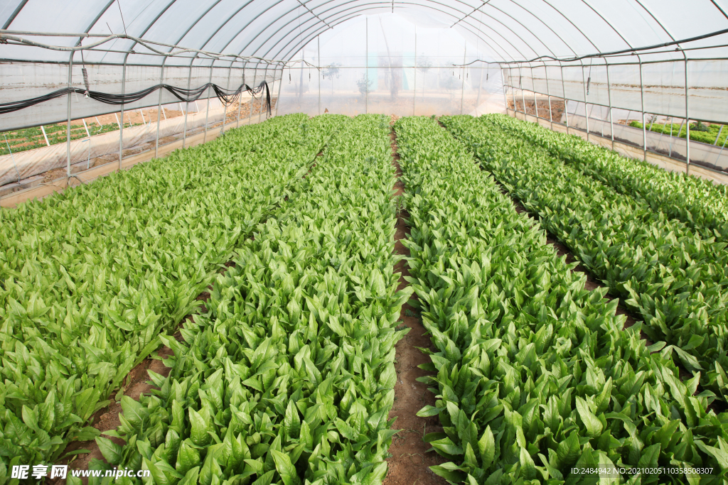 油麦菜 油麦 蔬菜大棚 大棚种