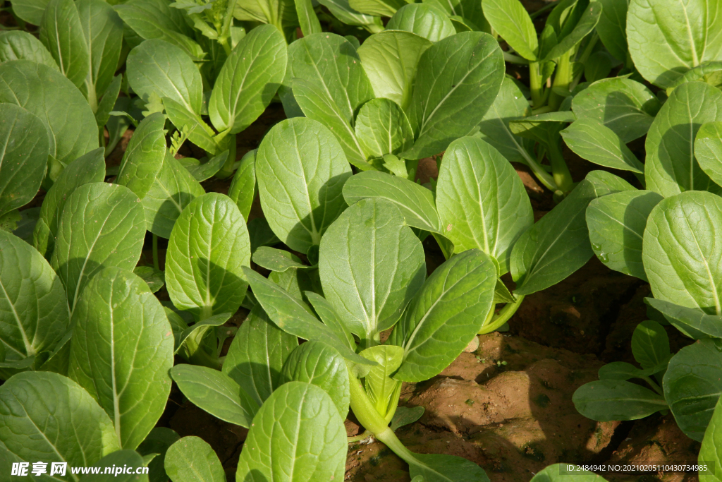 小青菜 青菜 蔬菜大棚 大棚种