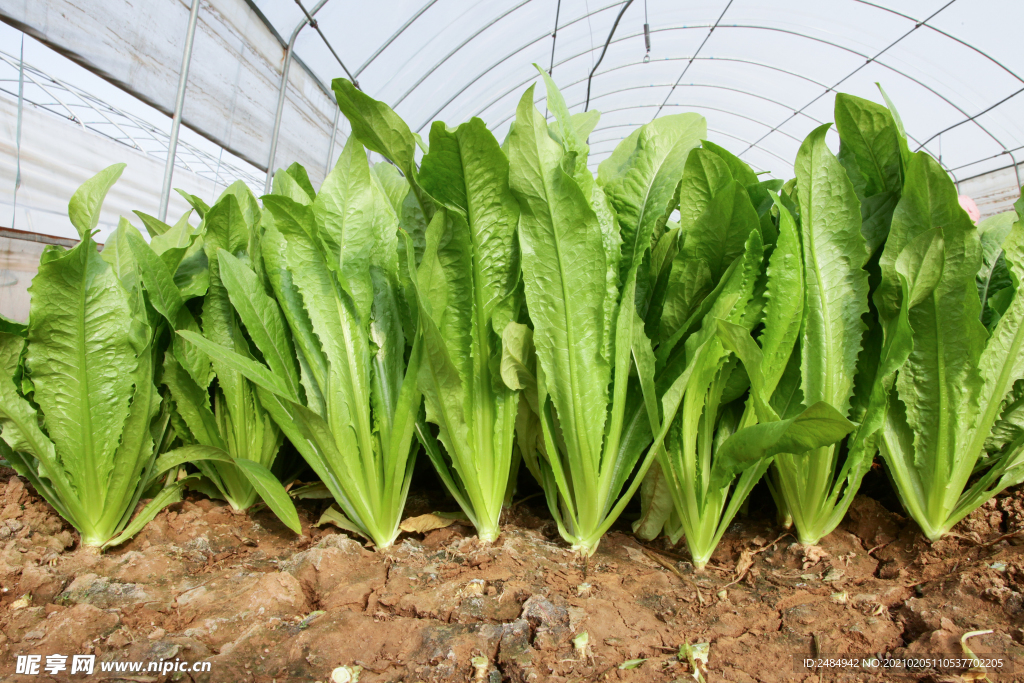 油麦菜 油麦 蔬菜大棚