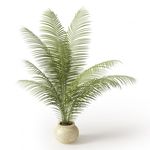 植物模型