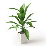 植物模型
