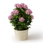 植物模型