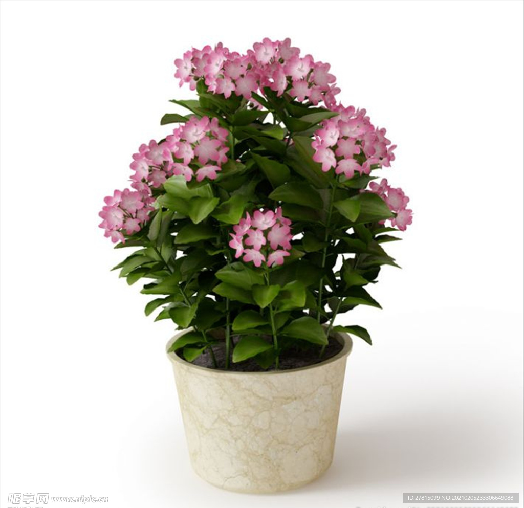 植物模型