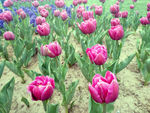 郁金香花园