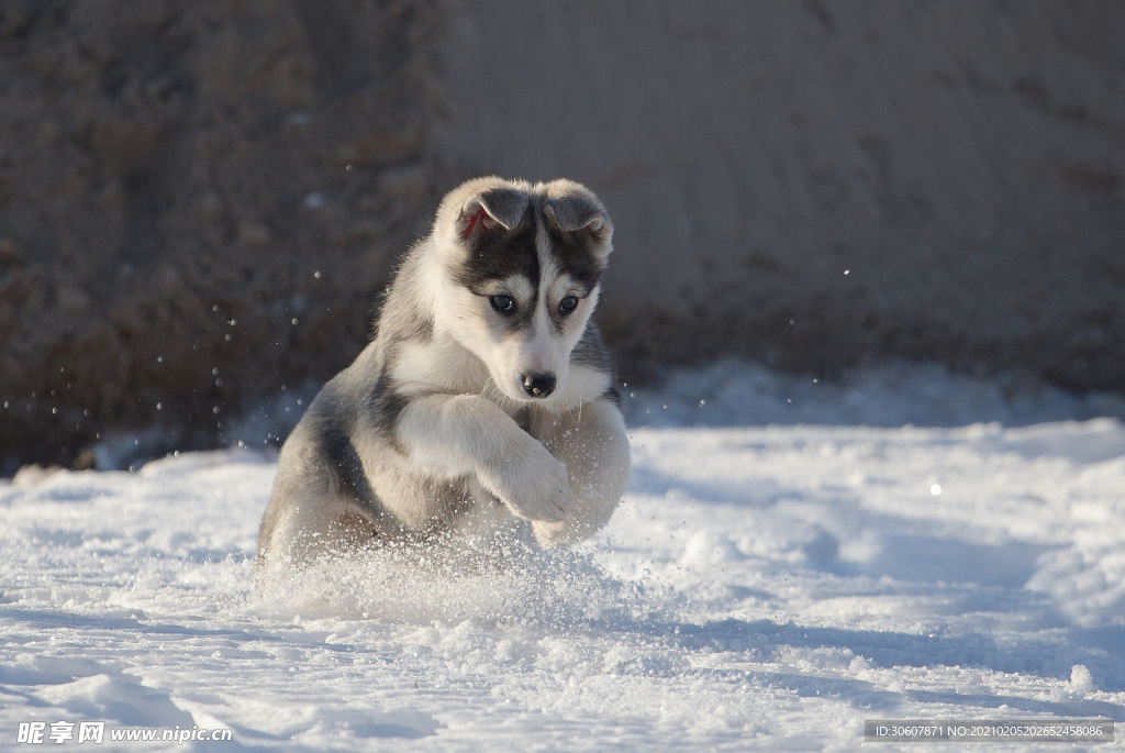 雪橇犬
