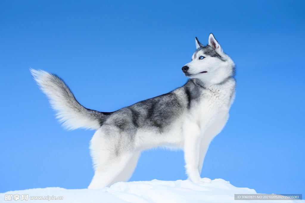 雪橇犬