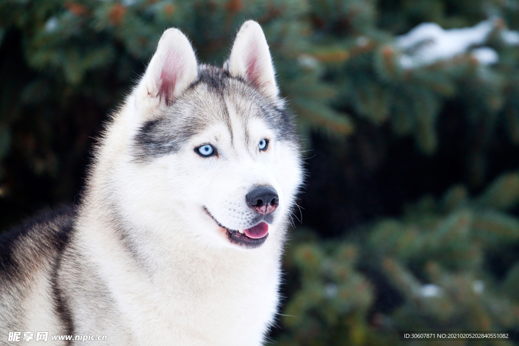 雪橇犬