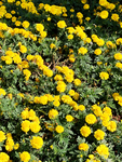 小菊花