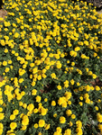 小菊花