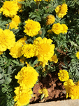 小菊花