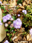 臭草花