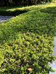 园林观赏植物