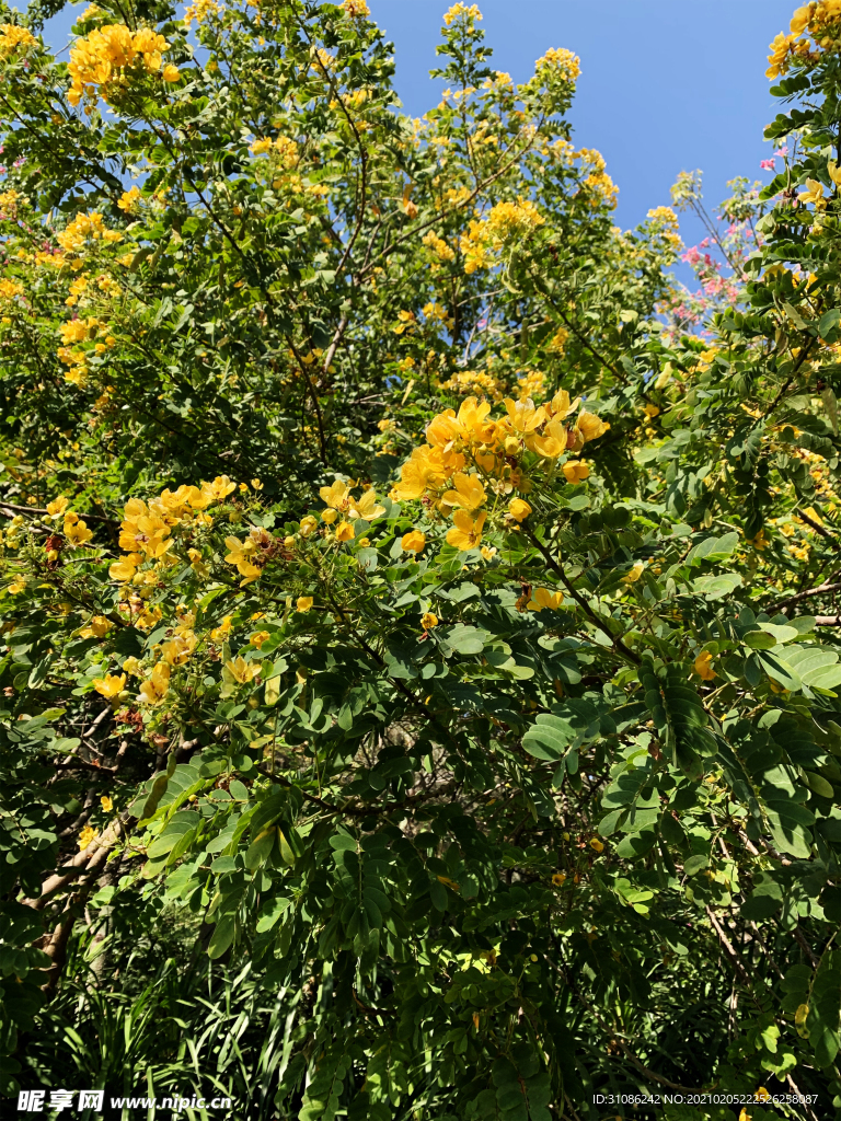 公园植物