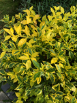 公园观赏植物