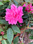 月季花