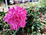 月季花