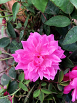 月季花