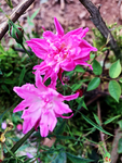 鲜花