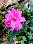 月季花