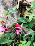 花蕾