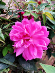 月季花