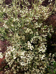 小白花