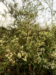 小白花