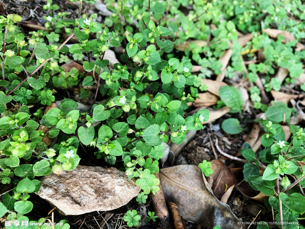 野草