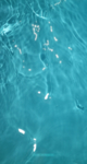 海
