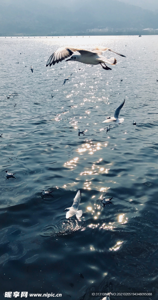 海