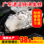 广东湛江纯净生蚝推广图