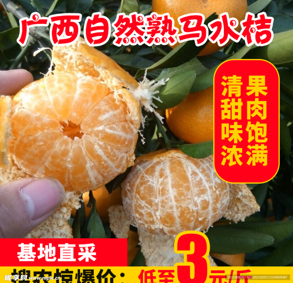 广西自然熟马水桔推广图