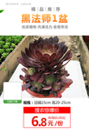 黑法师1盆推广图