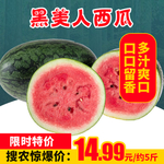 黑美人西瓜推广图