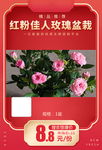 红粉佳人玫瑰盆栽加档秒