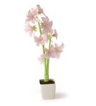 樱花草