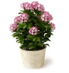 龙船花
