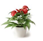 花烛