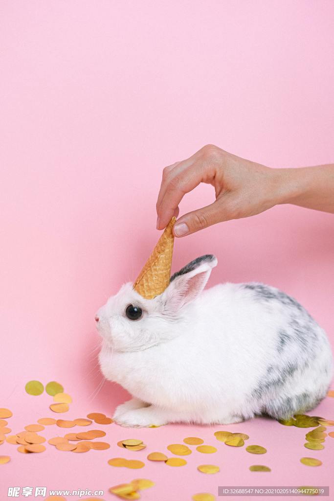宠物 兔子