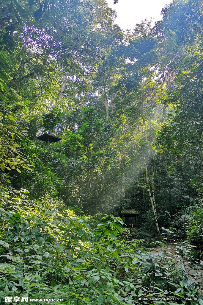 热带雨林